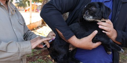 Recomendação é que pets sejam vacinados anualmente contra a raiva – Foto: A. Frota
