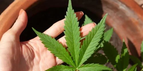  lovingimages/ Pixabay