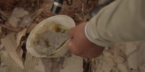 MS registra 2 casos confirmados de dengue