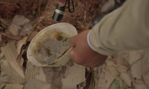 MS registra 2 casos confirmados de dengue