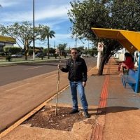 Após fiscalização de Inspetor Cabral, MP cobra esclarecimentos sobre contratos de arborização em Dourados