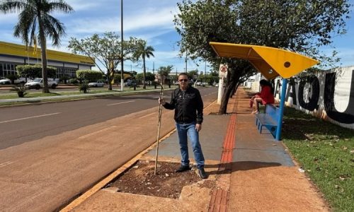 Após fiscalização de Inspetor Cabral, MP cobra esclarecimentos sobre contratos de arborização em Dourados