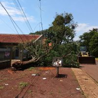 Dourados remove árvores após chuva intensa e ventos de até 80 km/h