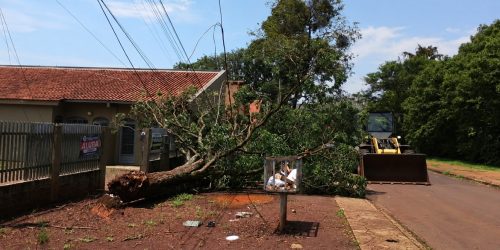 Dourados remove árvores após chuva intensa e ventos de até 80 km/h