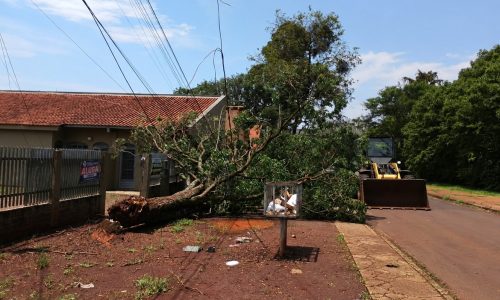Dourados remove árvores após chuva intensa e ventos de até 80 km/h
