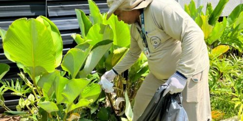 MS registra 10,6 mil casos confirmados de chikungunya neste ano