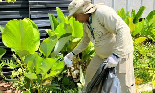 MS registra 10,6 mil casos confirmados de chikungunya neste ano