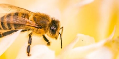 Ciatox encaminhará nota técnica aos municípios para intensificarem orientações à população e disseminarem ações imediatas recomendadas em casos de picadas - Foto: Ministério da Saúde 