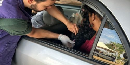 CCZ promove drive-thru de vacinação antirrábica no dia 12 de setembro