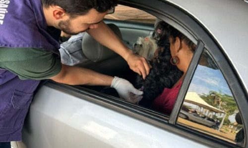 CCZ promove drive-thru de vacinação antirrábica no dia 12 de setembro