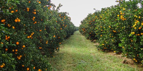 Benefício fiscal é considerado um incentivo para a expansão da citricultura em MS - Foto: Vinicius Vignato / Divulgação