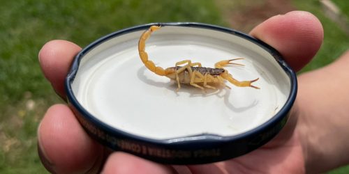 Moradores não devem tentar manejar escorpião e em caso de acidentes, é importante recorrer a uma unidade de saúde. Foto: Gizele Almeida/ Assecom