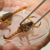 Foto: Divulgação SES