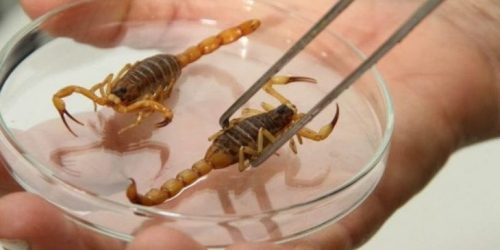 Foto: Divulgação SES