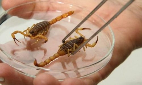 Foto: Divulgação SES