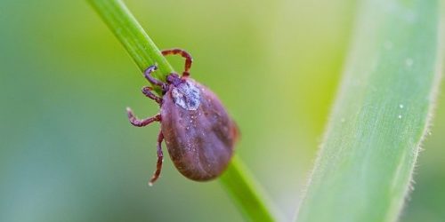 Foto: Reprodução Ministério da Saúde