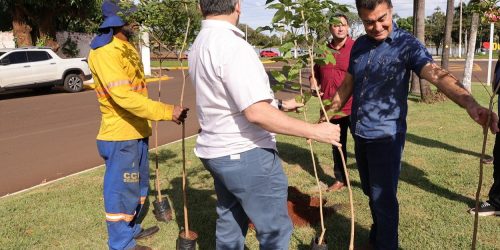 Mudas de ipê em breve vão colorir a avenida Marcelino Pires, trecho próximo ao Parque Antenor Martins- Crédito: A. Frota