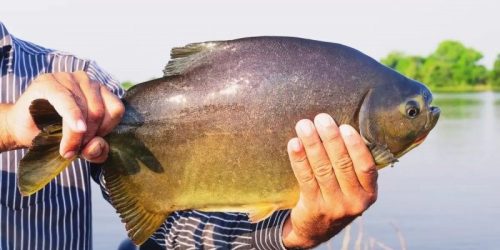 Prefeitura vai soltar peixes vivos no lago do Parque Antenor Martins para a Festa da Páscoa – Crédito: Arquivo/Assecom