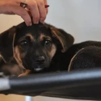 Paulo Pinto/Agência Brasil