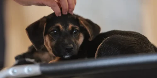 Paulo Pinto/Agência Brasil