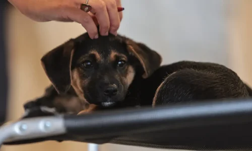 Paulo Pinto/Agência Brasil