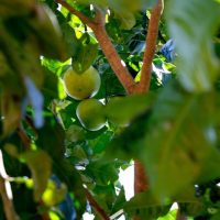 Preço do limão está acima da média, mesmo na entressafra