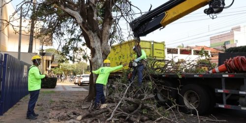 Primeira árvore que foi suprimida estava localizada na rua Oliveira Marques, região central de Dourados -Foto: A. Frota