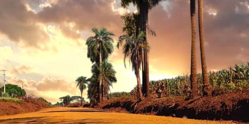 Travessão do Castelo é mais uma estrada rural recuperada e cascalhada pela Secretaria Municipal de Obras- Crédito: Semop