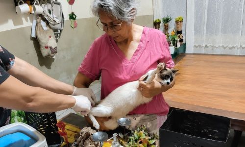 Divulgação