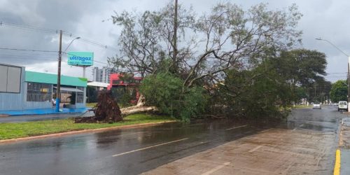 Ávore caída na Avenida Marcelino Pires; Fotos: Sidnei Bronka/Ligado Na Notícia